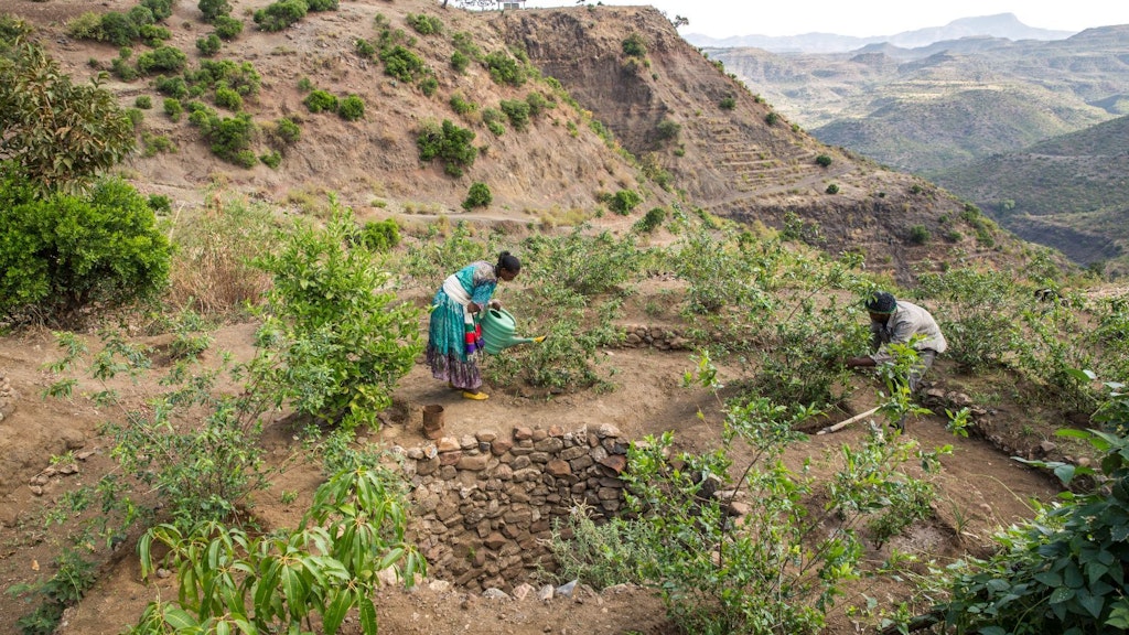 A young man and woman in Ethiopia are working in their permaculture garden in a dry area in Ethiopia