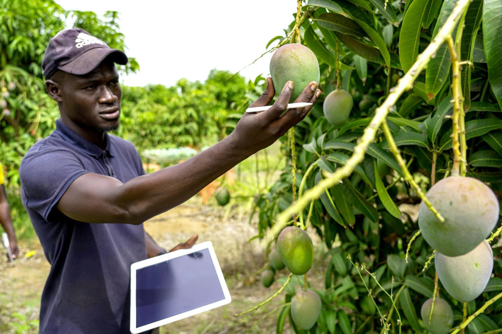 Man looking at a green fruit in an on orchard, while keeping a tablet on the other hand.